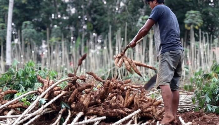 Singkong di Lampung Mahal: Kemarau atau Karena Ada Larangan Impor?