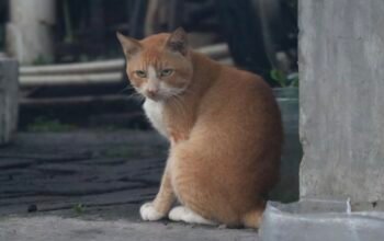 Kucing Liar Memenuhi Ruang Publik, Ada Masalah Manusia di Baliknya