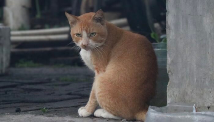 Kucing Liar Memenuhi Ruang Publik, Ada Masalah Manusia di Baliknya
