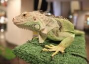 Iguana Hijau: Si Pemalu dari Amerika yang Bisa Tumbuh Dua Meter
