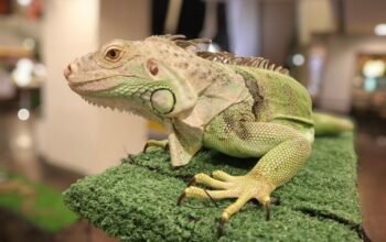 Iguana Hijau: Si Pemalu dari Amerika yang Bisa Tumbuh Dua Meter