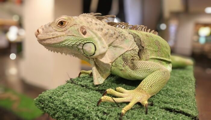Iguana Hijau: Si Pemalu dari Amerika yang Bisa Tumbuh Dua Meter