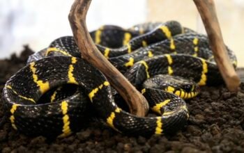 Ular Welang: Belang Kuning-Hitam, Bisa Mematikan, dan Mitos yang Bikin Merinding