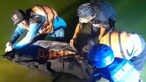 Jasad Korban Tenggelam di Bekasi Ditemukan, Tersangkut Tali Pancing