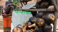 Berburu Buah Lontar di Jalan Baru Cikupa-Tigaraksa Tangerang