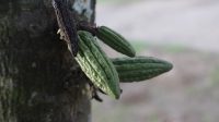 Selain Bijinya Banyak Manfaat, Buah Coklat Bisa Dimakan Langsung dan Rasanya Manis