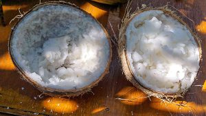Berburu Kelapa Kopyor di Desa Margamulya Mauk