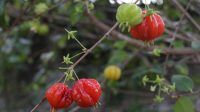 Bongkar Mitos serta Manfaat dan Asal-usul Pohon Dewandaru