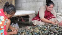 Keren! Ketapang Mauk Jadi Wisata Urban Aquaculture, Apa Kabar Nelayan Kerang Hijau?