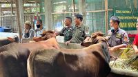 Penggemukan Sapi dan Ketahanan Pangan Jadi Harapan Baru Warga Panongan