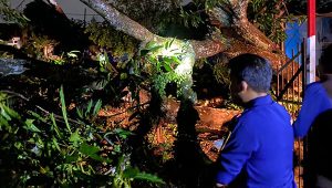 Pohon Tumbang Menimpa 3 Mobil Angkot di Taman Adiyasa