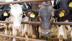 Cegah Virus Antraks, Ini Langkah DKPP Kabupaten Tangerang