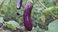 Ternyata Ini Khasiat Mengonsumsi Terong Ungu!