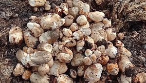 Jamur Kelapa Sawit Ini Mirip Jamur Merang, Rasanya Jos!!